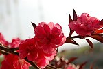 小红花