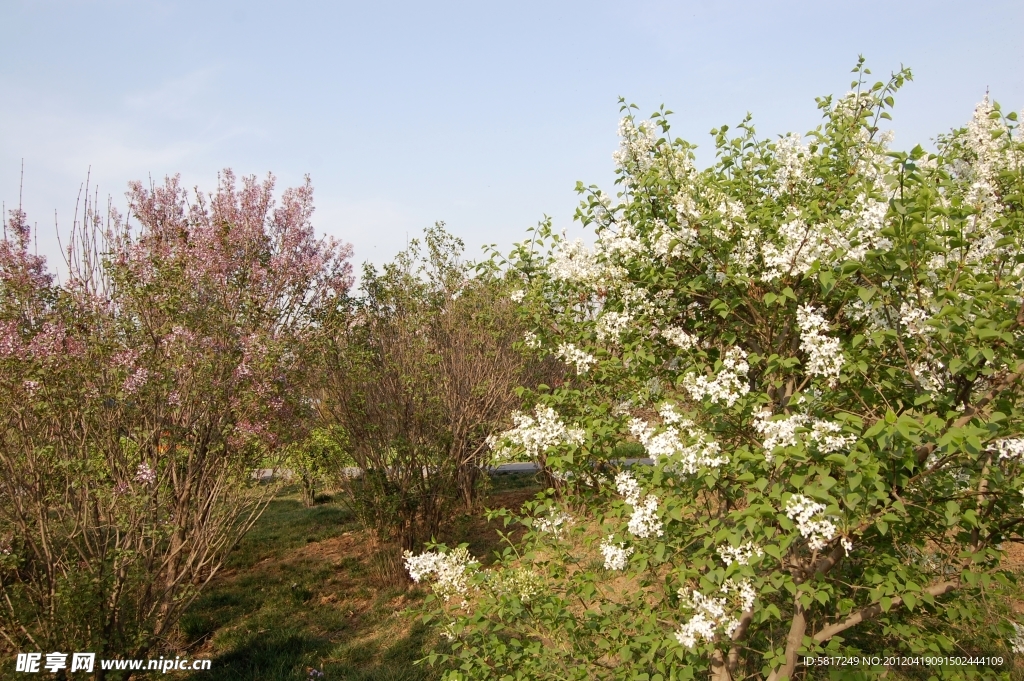 丁香花