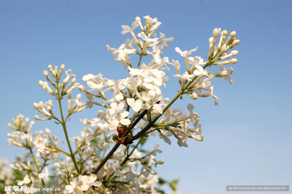 丁香花