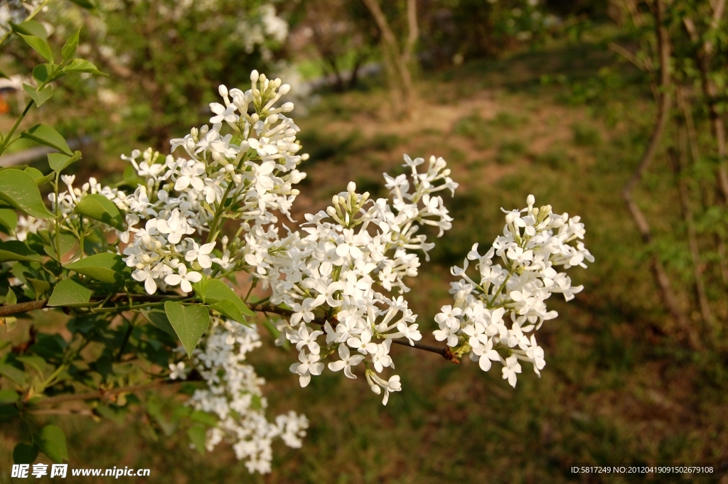 丁香花