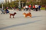 两只小狗