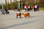 两只小狗