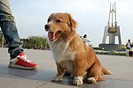 黄毛狗