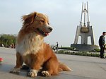 黄毛狗