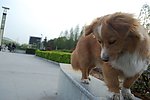 黄毛狗