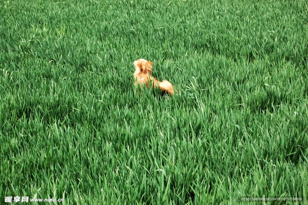 麦田