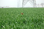 麦田