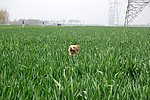 麦田
