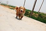 黄毛狗