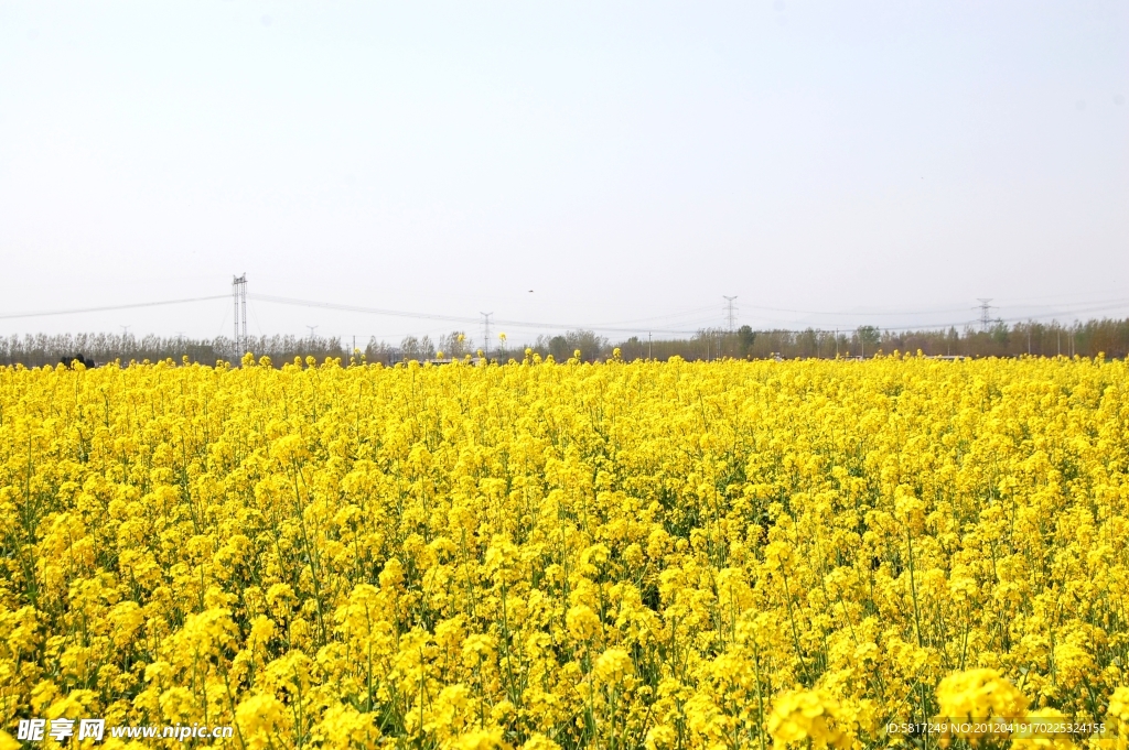 油菜花