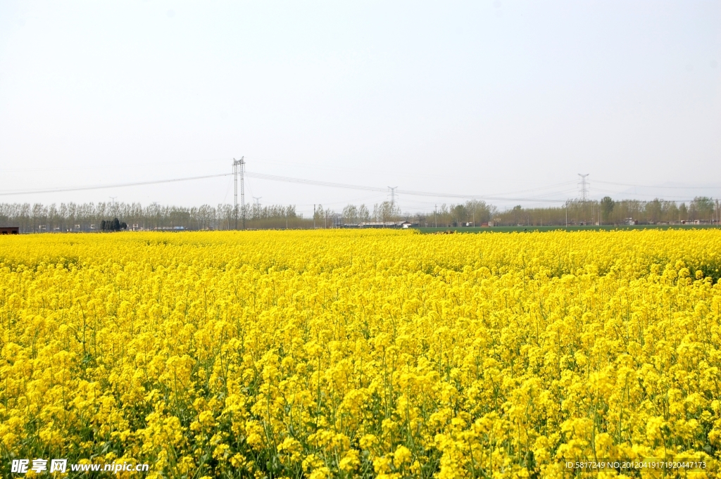 油菜花