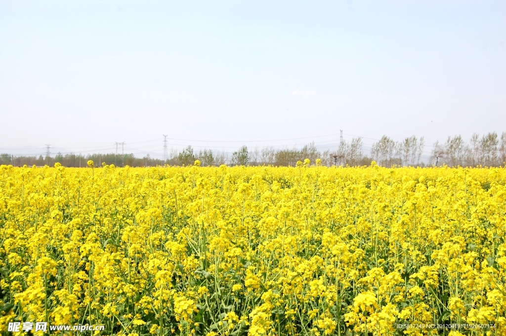 油菜花