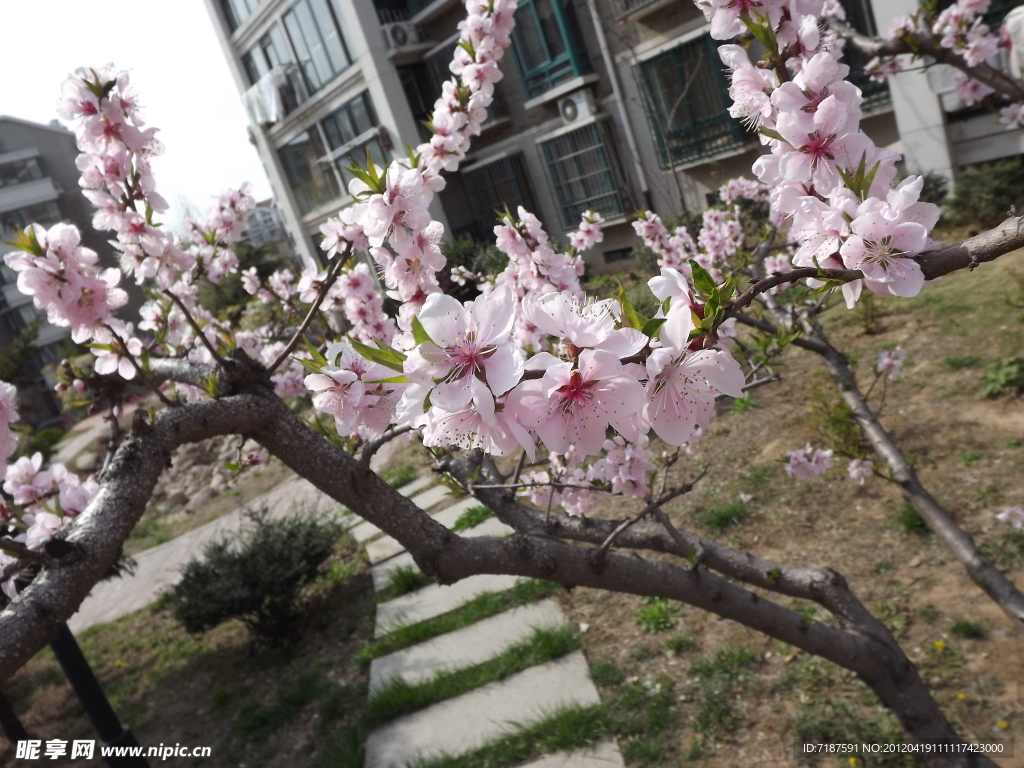 桃花