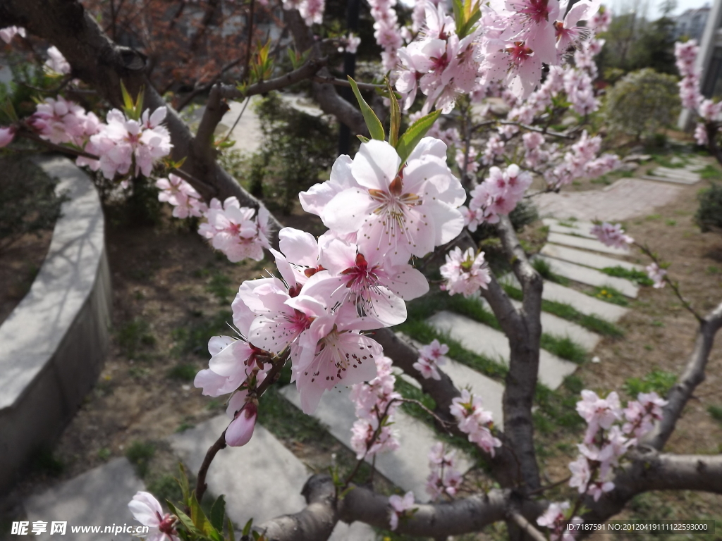 桃花