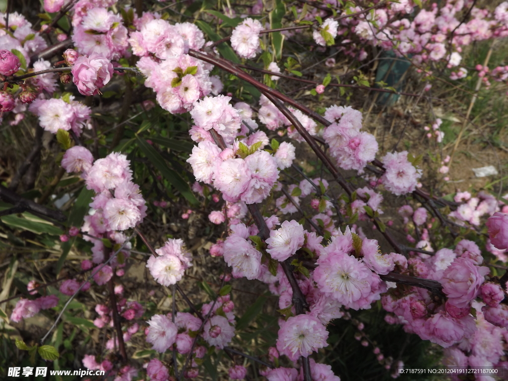 樱花
