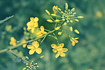 黄花