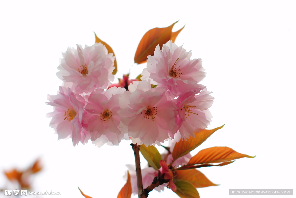 樱花