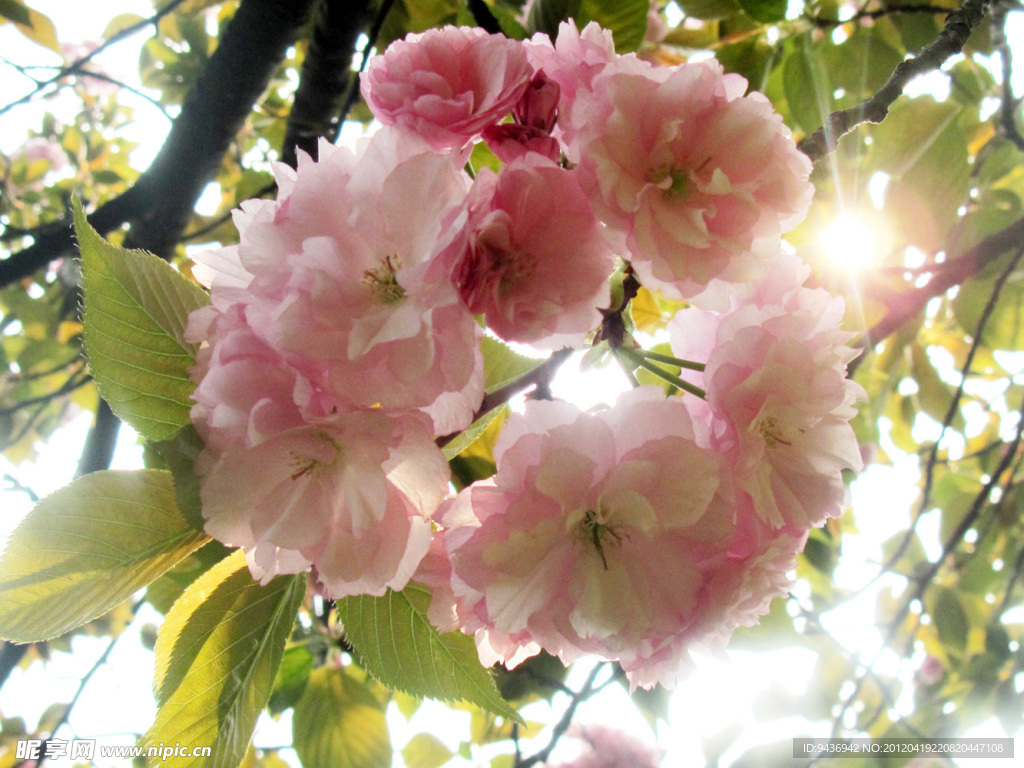 樱花