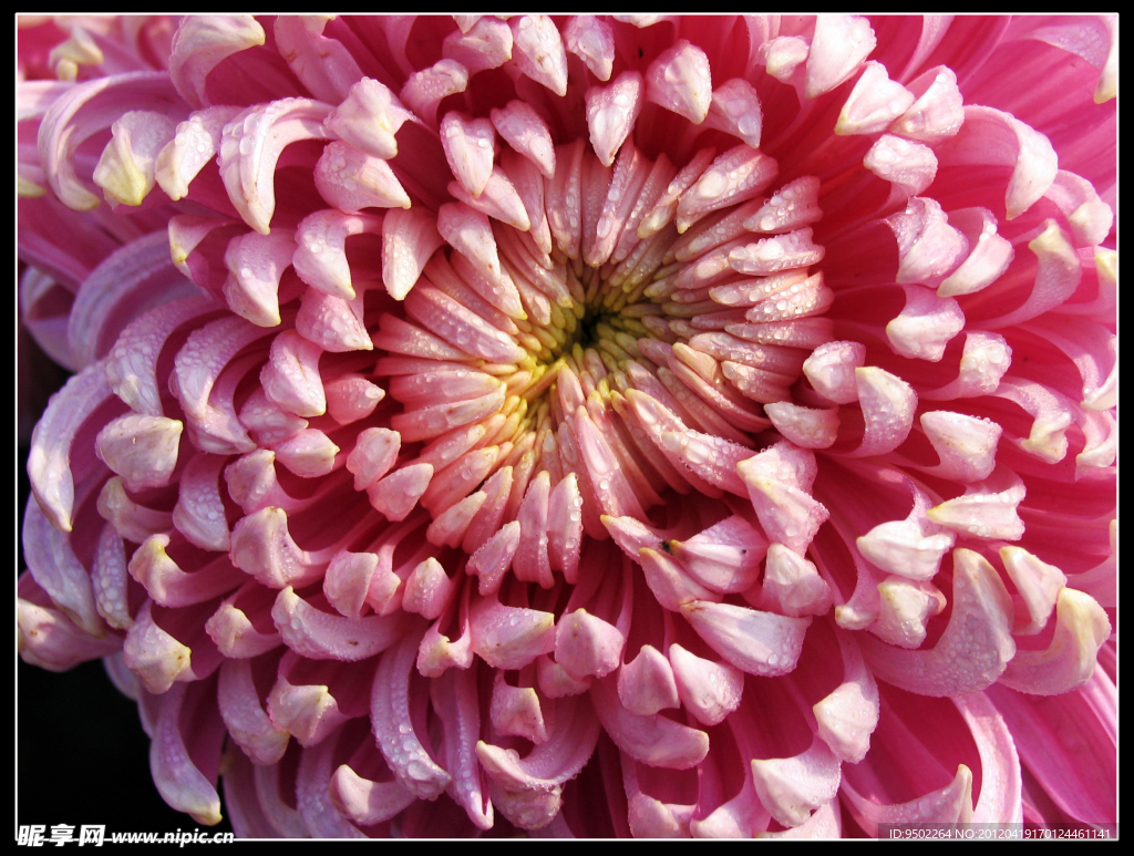 菊花