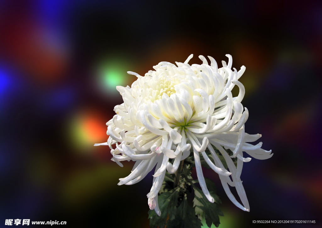 菊花