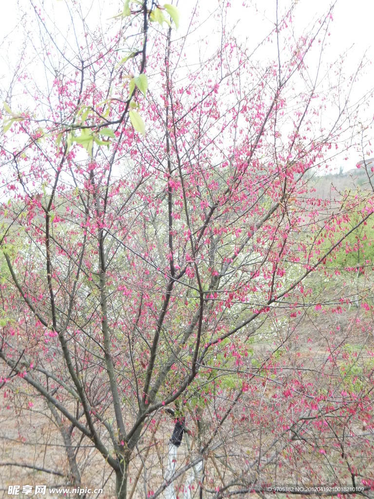 樱花