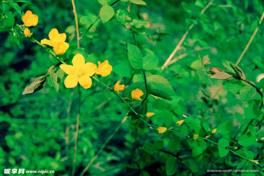 棣棠花 蜂棠花