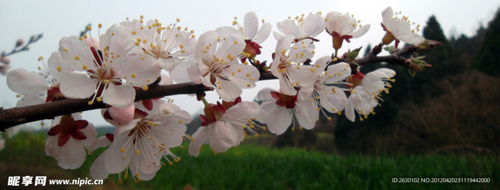 桃花