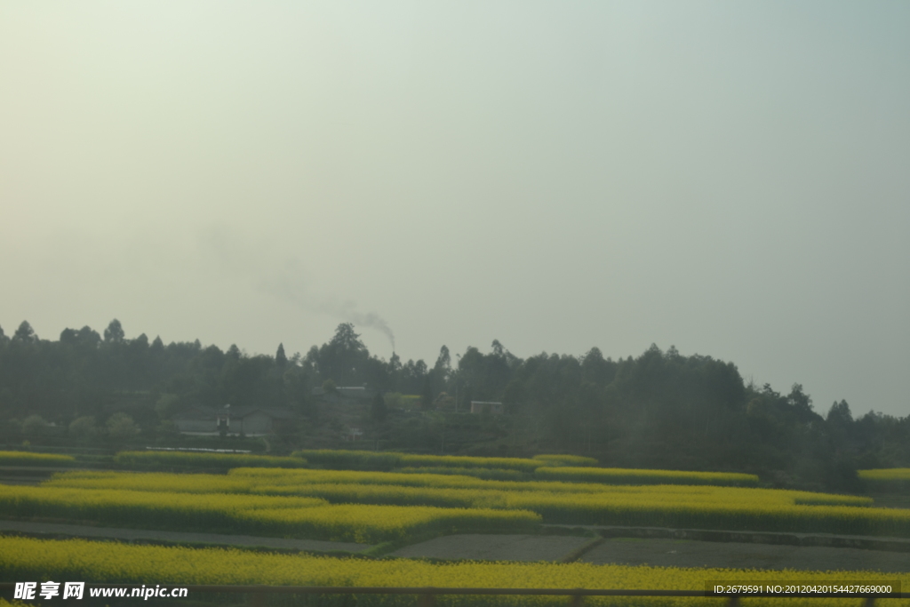 四川油菜花