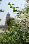 远观大雁塔