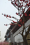 红梅花开