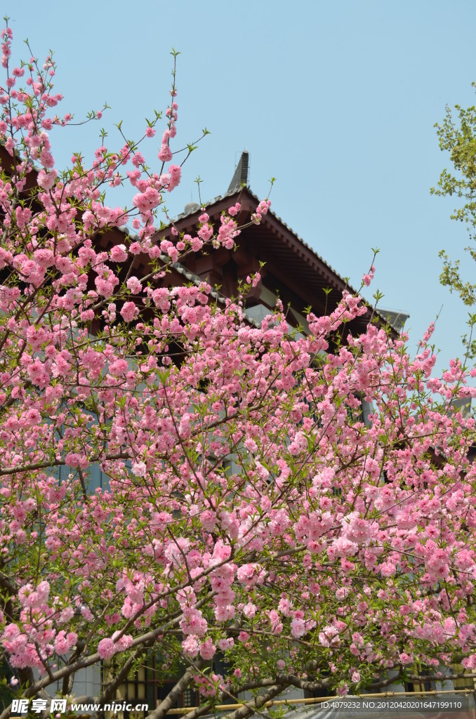 花海丛中