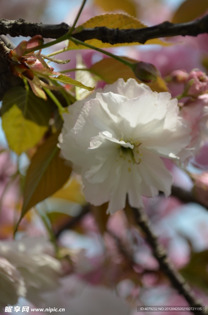 樱花