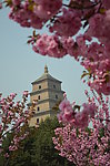 樱花映衬下的大雁塔