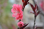 红梅花