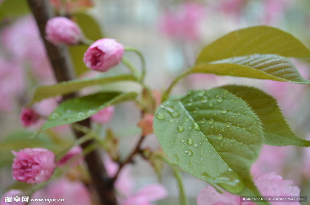 樱花