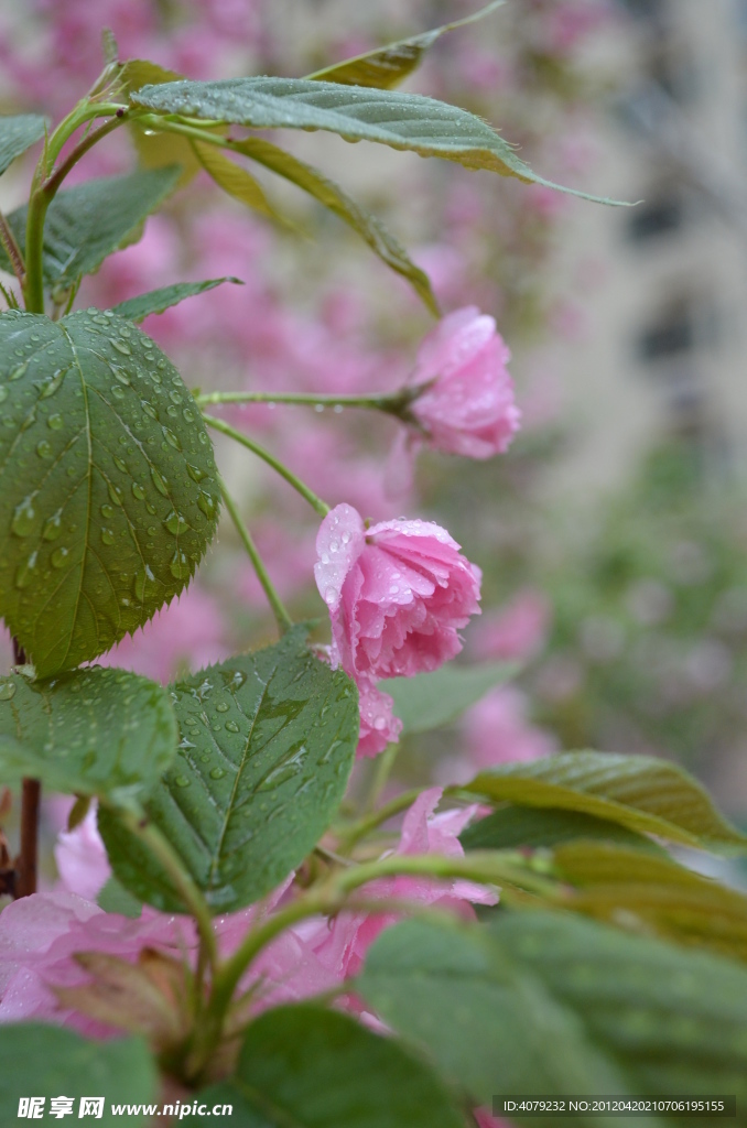 樱花
