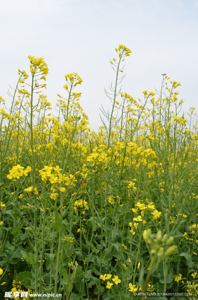 油菜花开