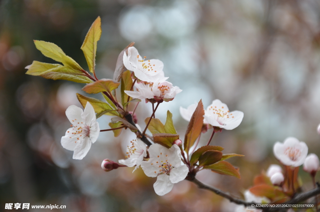 紫叶李的花