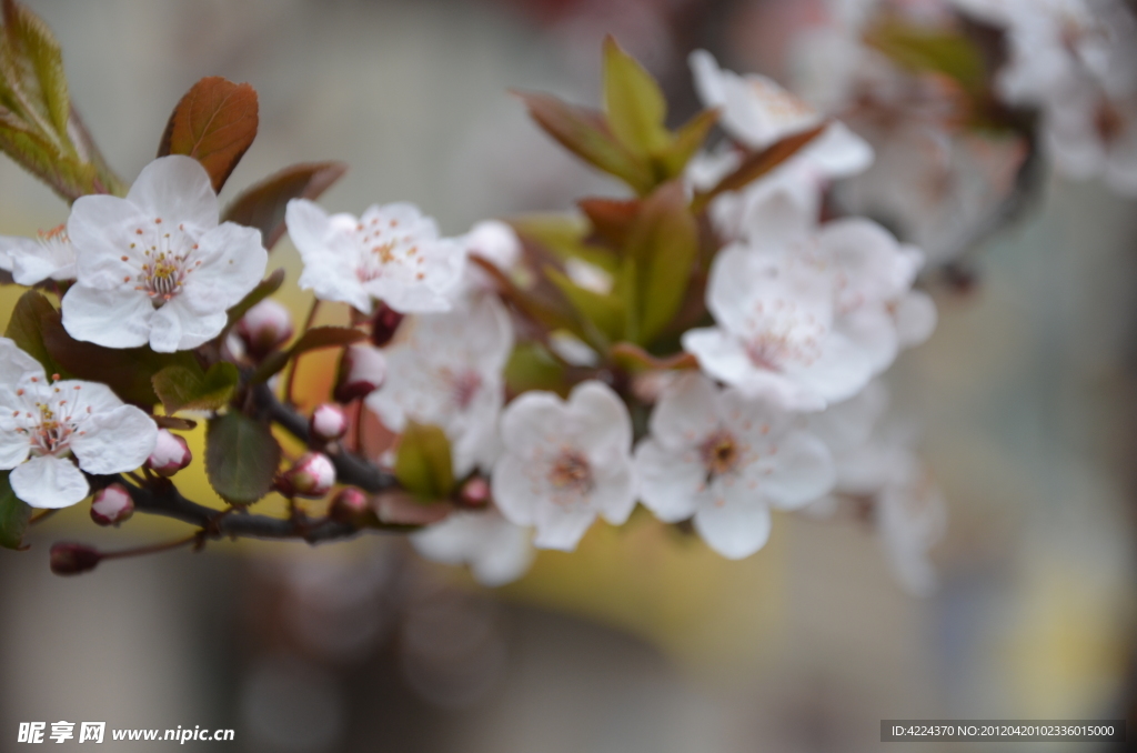 紫叶李的花