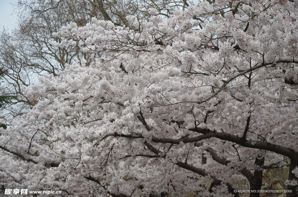 东京樱花