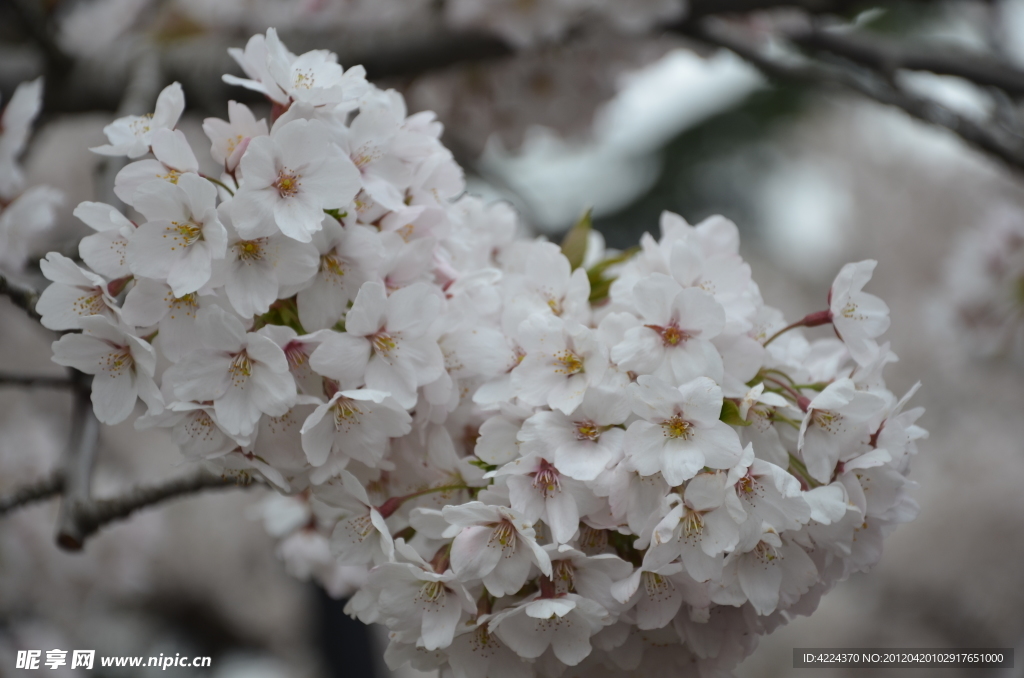 东京樱花