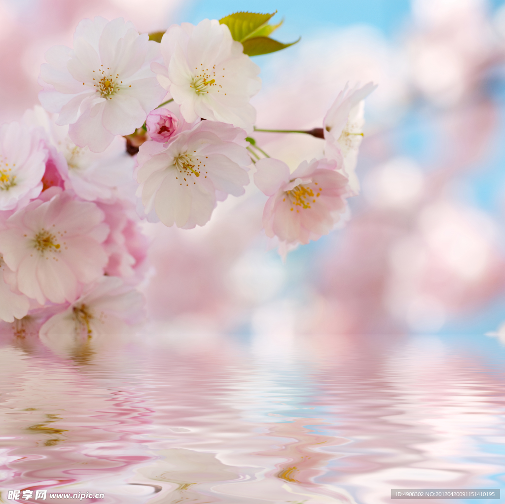 樱花