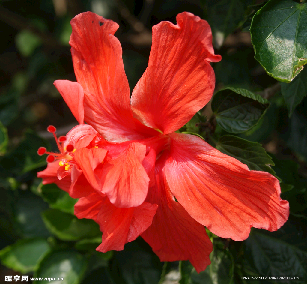 扶桑花