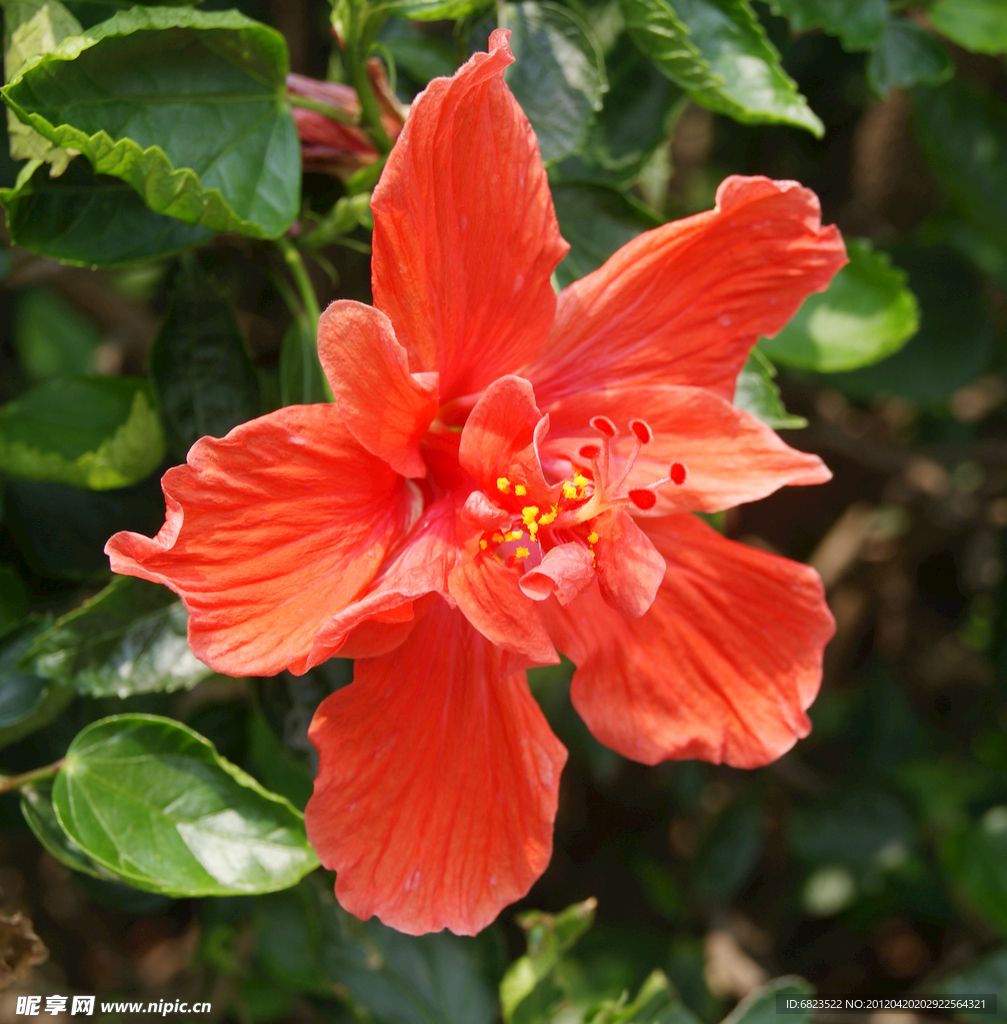 扶桑花