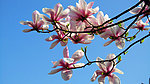 玉兰花
