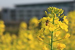 蜜蜂和油菜花