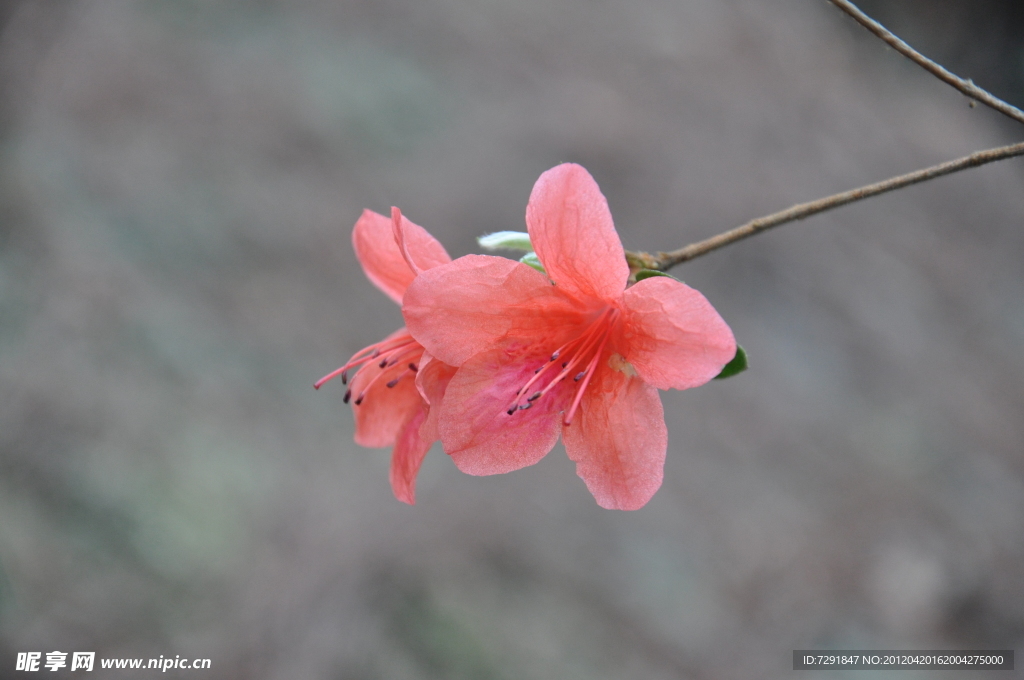 杜鹃花