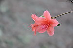 杜鹃花