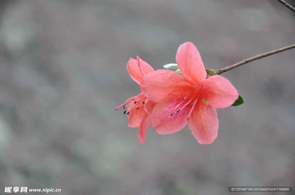 杜鹃花