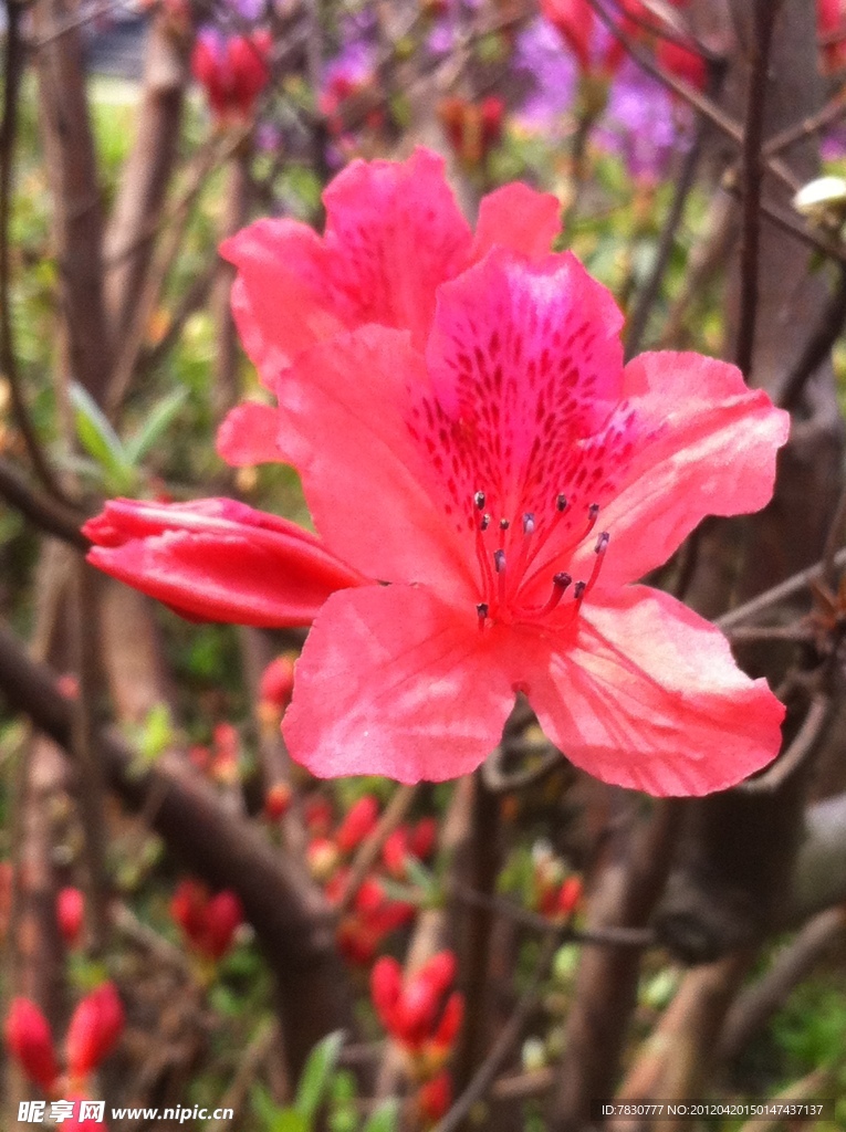 杜鹃花（非高清）